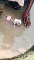 Mouse Bathing