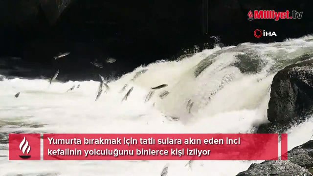 Uçan balıkların muhteşem yolculuğu