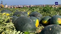 بشائر إنتاج وفير مع بدء موسم البطيخ في قطاع غزة