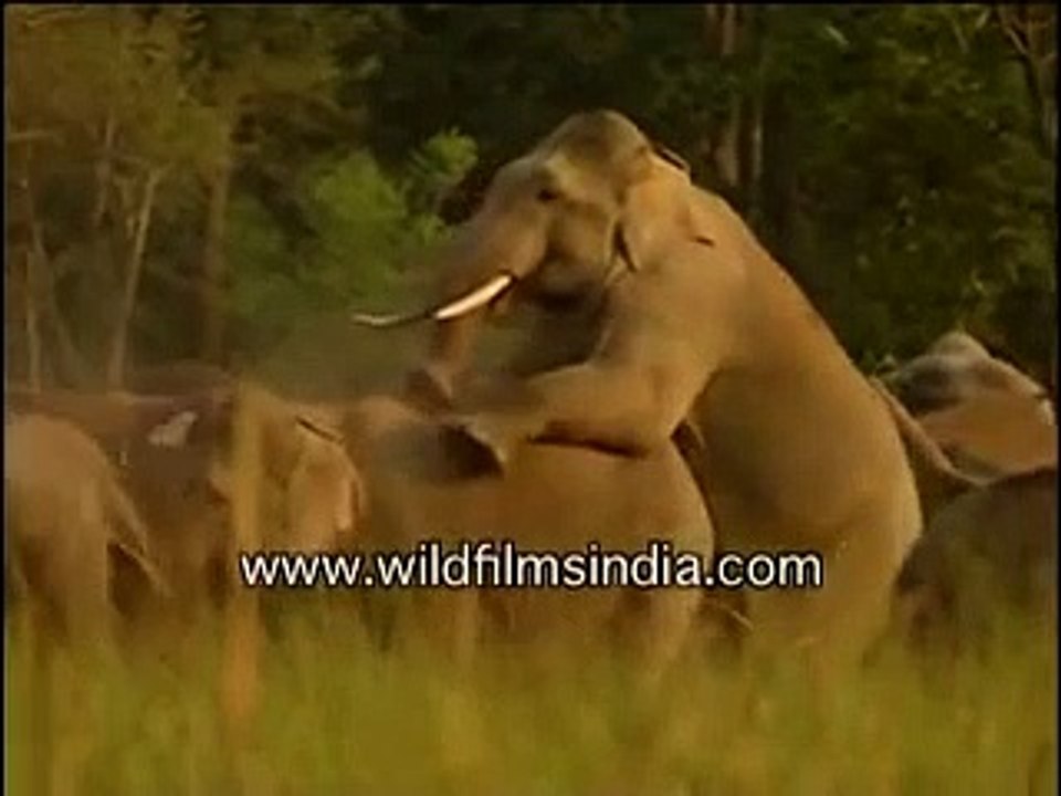 Elephants mating in the wild! - video Dailymotion