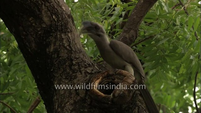 Grey Hornbill found nesting in New Delhi city, after ages