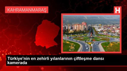 Türkiye'nin en zehirli yılanlarının çiftleşme dansı kamerada