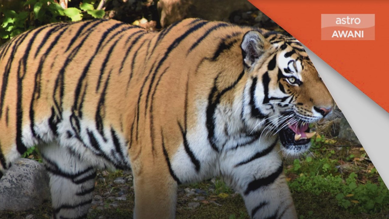 Tular | Pengawal keselamatan dakwa temui harimau ditahan