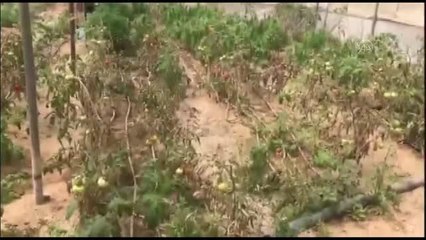 Sebze seralarında 120 kök Hint keneviri ele geçirildi