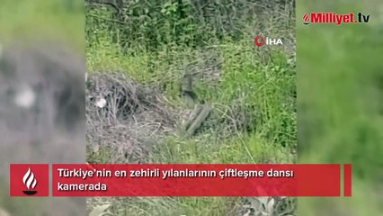Türkiye’nin en zehirli yılanlarının çiftleşme dansı kamerada