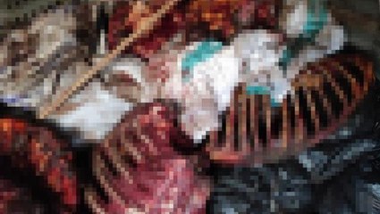 Bunları insanlara yedireceklerdi! Çürümeye yüz tutmuş 3 bin 660 kilo at eti ele geçirildi