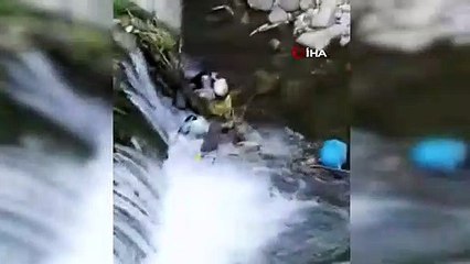 Dereden fırlayıp ördeği kapan su samuru görenleri şaşkına çevirdi