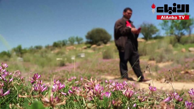 خلايا ذكية تساعد على إنقاذ النحل في تونس