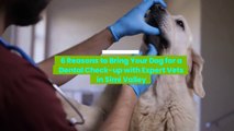 6 Reasons to Bring Your Dog for a Dental Check-up with Expert Vets in Simi Valley