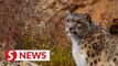 Snow leopard protection bears fruit in world's highest nature reserve