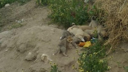 Tilki ve köpek yavruları aynı yuvada büyüyor, görenler şaşırıyor