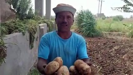 خيرات المنوفية.. سعادة الفلاحين بمحصول البطاطس الوفير هذا العام