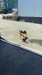 Have You Ever Seen a Dog that Plays Baseball?