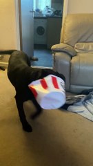 Playful Puppy Runs Around With KFC Bucket on His Head