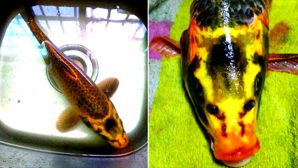 10 Animales mutantes poco famosos en internet
