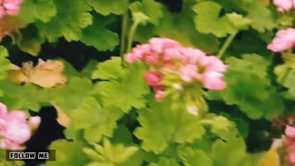 Cantik dah indah selain sebagai obat nyamuk/ manfaat bunga geranium sardunya