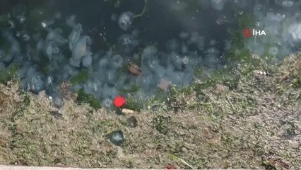 İzmit Körfezi'ni 'Pusula denizanaları' bastı
