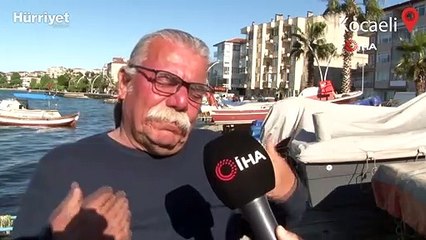 İzmit Körfezi'ni 'Pusula denizanaları' bastı