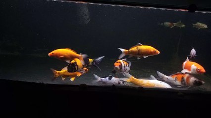 Fish koi beautifull