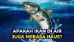 Meski Hidup di Air Apakah Ikan Tetap Merasa Kehausan?