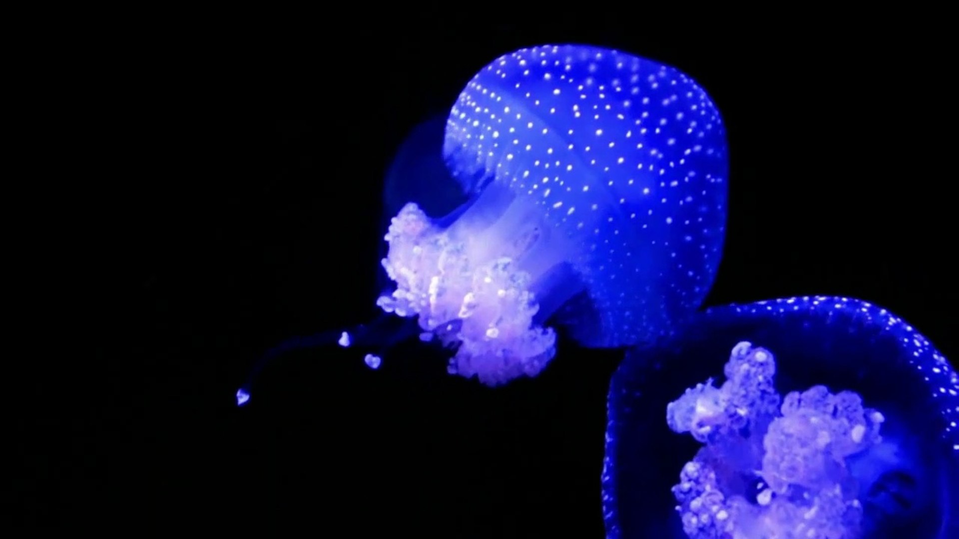 The Most Beautiful Jellyfish in the World