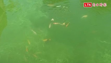 另類優養化改善成果 南投麒麟潭驚見錦鯉沖瀑spa萌樣
