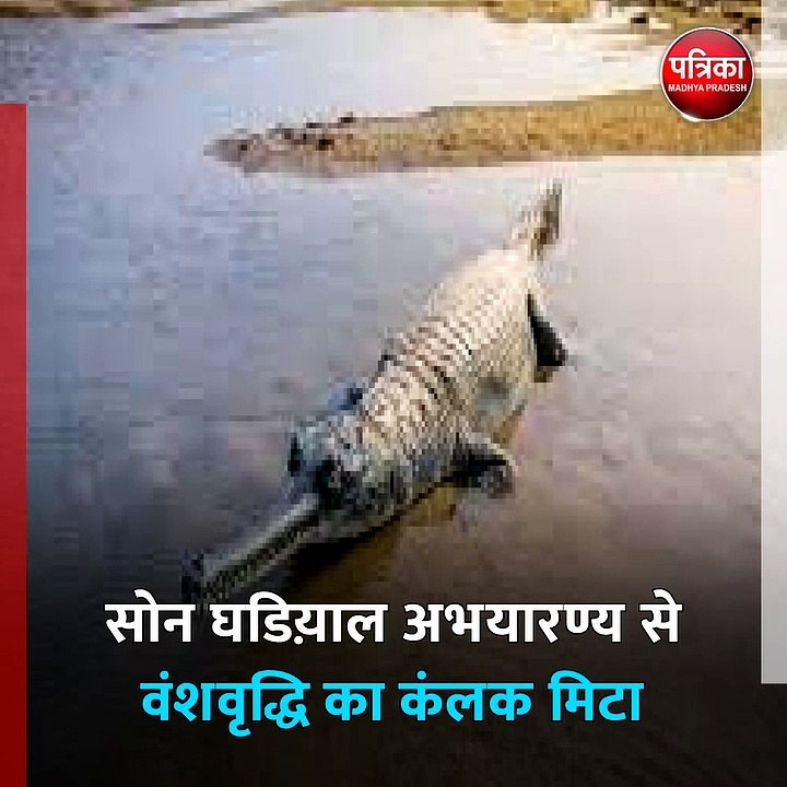 पांच वर्ष बाद आई खुशियां, छह मादाओं ने दिए थे अ...