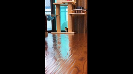 cats funny compilation | funny pets | funniest animals video