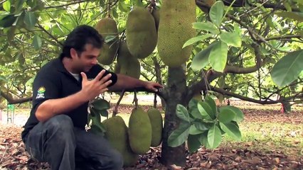 Jakfruit Meyvesi Nedir - Nasıldır ?