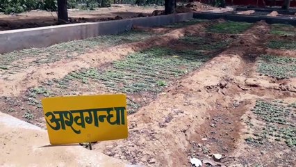 औषधीय पौधों से महकेंगे घर-आंगन, जानिए कितने परिवारों को मिलेंगे पौधे