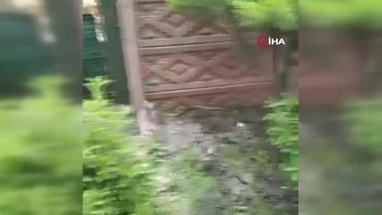 Büyükçekmece'de yılan ile kedinin kavgası kamerada