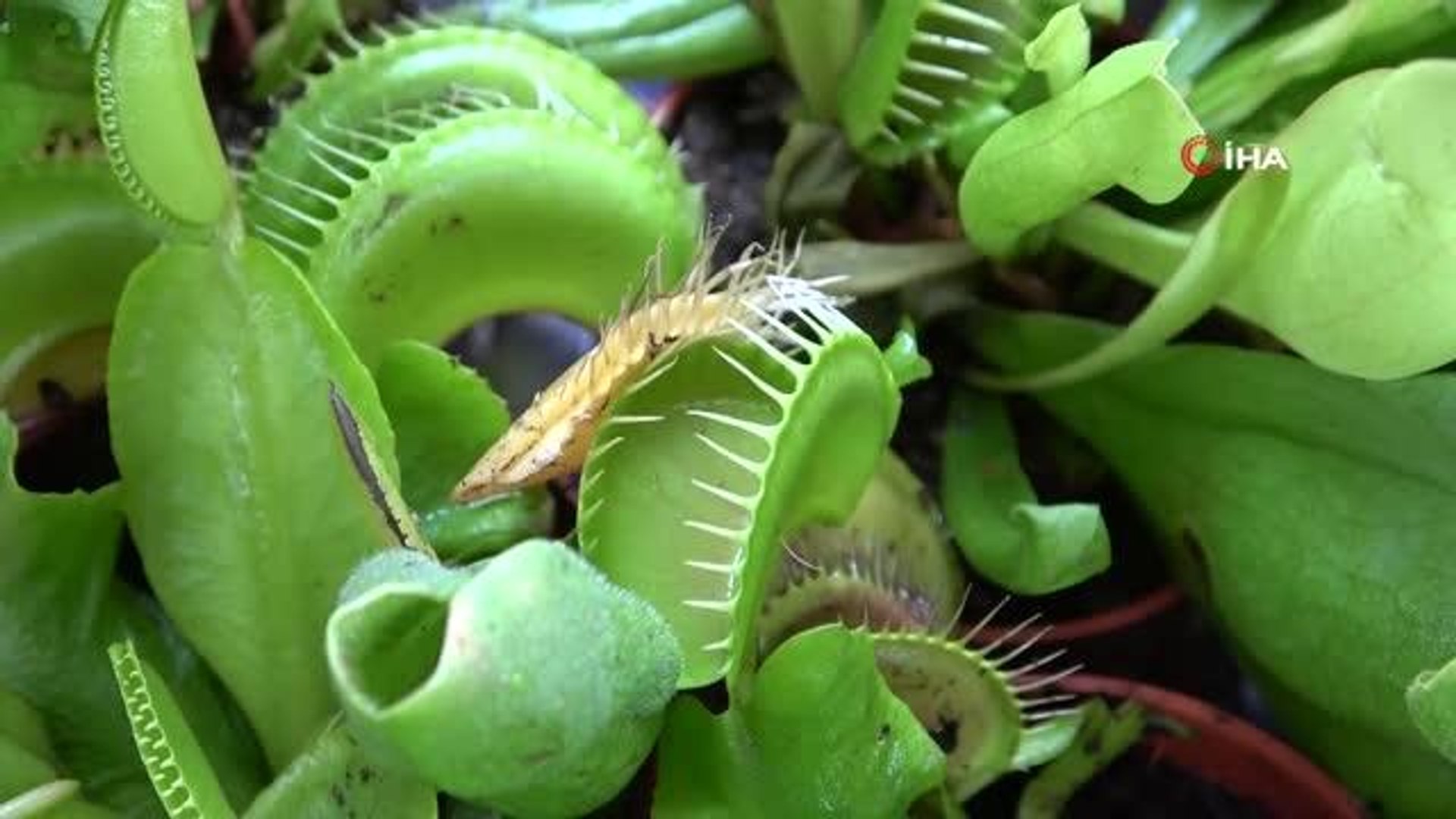 Sinek ve böcek yiyen bitkiler büyük ilgi görüyor - Dailymotion Video