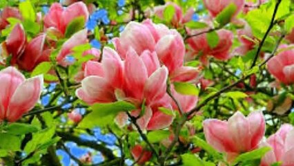 Puiu Nastase -Primavara,primavara