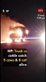 MP: Truck carrying cattle catches fire;5 cows & 8 calves burnt alive