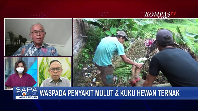 Dari Mana Asal Penyakit Mulut & Kuku pada Ternak? Ini Kata Pengamat!