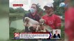 Hindi bababa sa 10 aso sa Bulacan, nailigtas mula sa dog meat traders sa Bulacan | 24 Oras Weekend