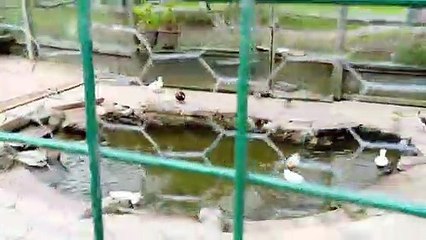 Dawlish Aviary Devon