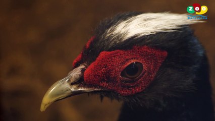Nacen cuatro crías de faisán de Edwards en Barcelona