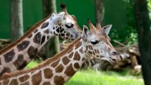 Músicas Relaxantes  Girafas