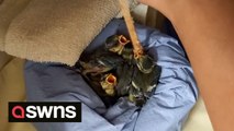 Nest of baby blue tits rescued after a chainsaw missed their heads by about 1cm