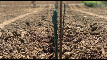 Blitz nella notte nel vigneto dell’azienda Le Manzane: i ladri rubano 500 "barbatelle"