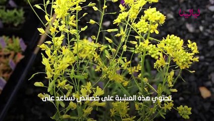 عشبة الوسمة تعرفي على فوائدها وأضرارها للشعر