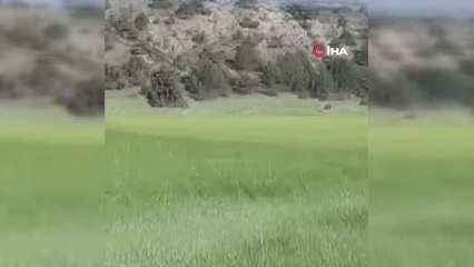 Elmadağ'da aç kalan kurtlar köye indi