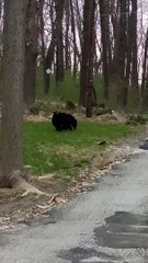 Mama Bear Carries Cub on Her Back