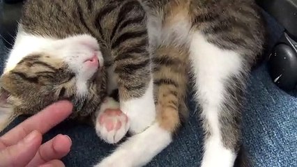 Adorable Little Cat Allows Me to Grab His Cute Nose