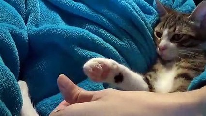 Adorable cat baby Sleeps in My Arms