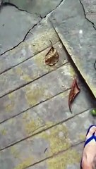 Elle remmène son bébé à une maman tamarin... trop adorable