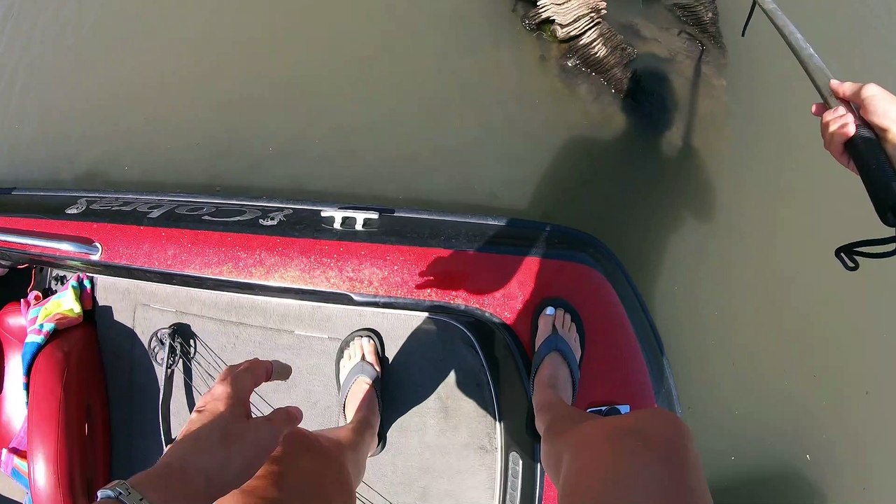 Turtle in Need of Help