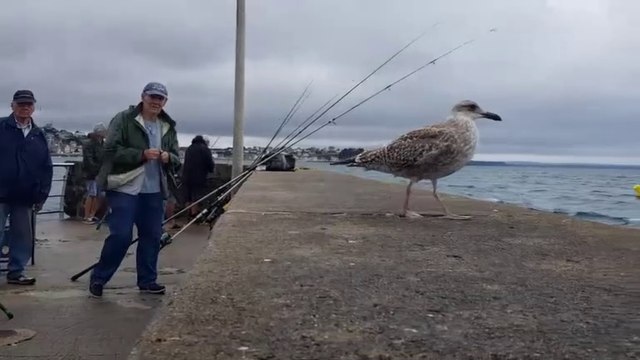 La France 2021. La Bretagne en camping-car. Itinéraires testés