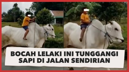 Viral Bocah Lelaki Ini Tunggangi Sapi di Jalan Sendirian: 'The Real Raju Sepi Go'